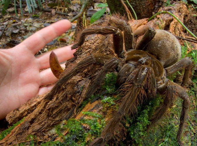 Huge beautiful tarantula.