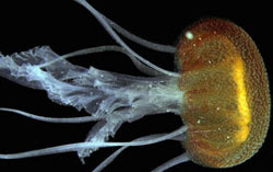 Jellyfish Pelagia Benovici