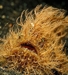 The absolutely beautiful hair frog fish