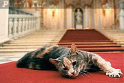 One of the sixty cats who live in the Hermitage Museum