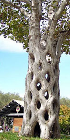Known as the Basket Tree
