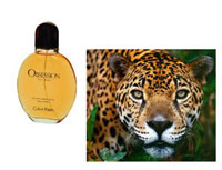 Jaguars love Calvin Klein cologne