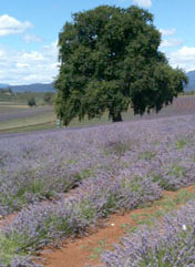 Lavender farm in Tasmania