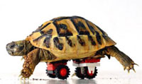 Diana Kupke presents Blade the tortoise and his LEGO life-saving wheels