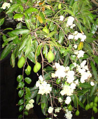 Overloaded mango tree