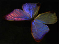 Morpho Butterfly