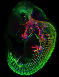 Photograph of a mouse embryo