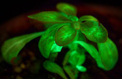 The plant, named Starlight Avatar, produces light