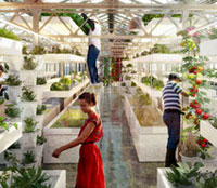 The Swiss group Urban Farmers Rooftop have an aquaponic system on rooftops