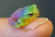 A very pretty frog created with Paint Tool