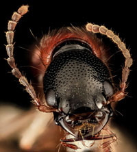 The rove beetle