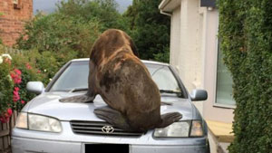 A seal lying on a car in Australia