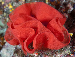 Sea slug eggs