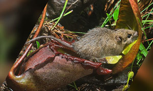 A shrew with a toilet.