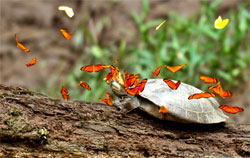 Butterflies drink the tears of a turtle