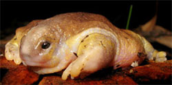 Australia's turtle frog