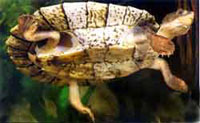 The Lavarack Turtle