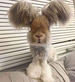 An angora rabbit with extremely large ears